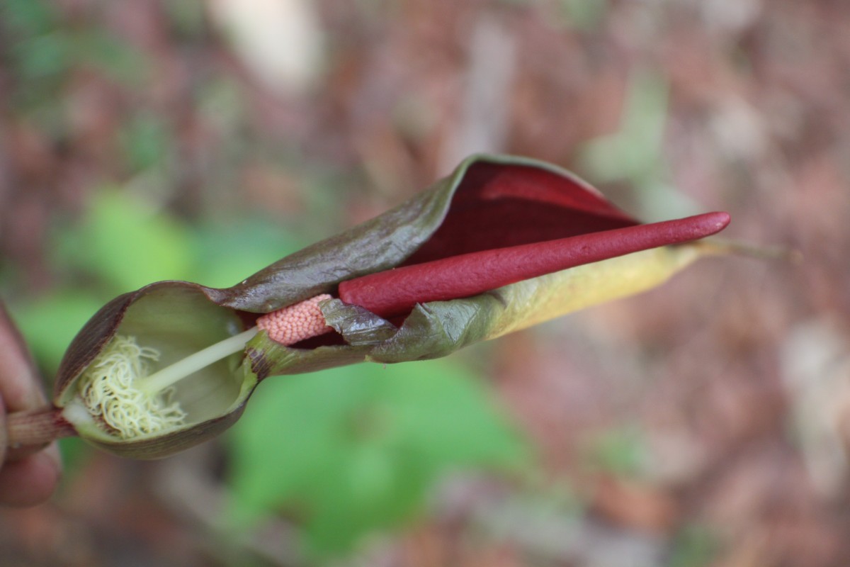 Typhonium trilobatum (L.) Schott